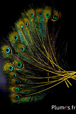 Paon bleu oeil-sabre - 25-35 cm - jaune
